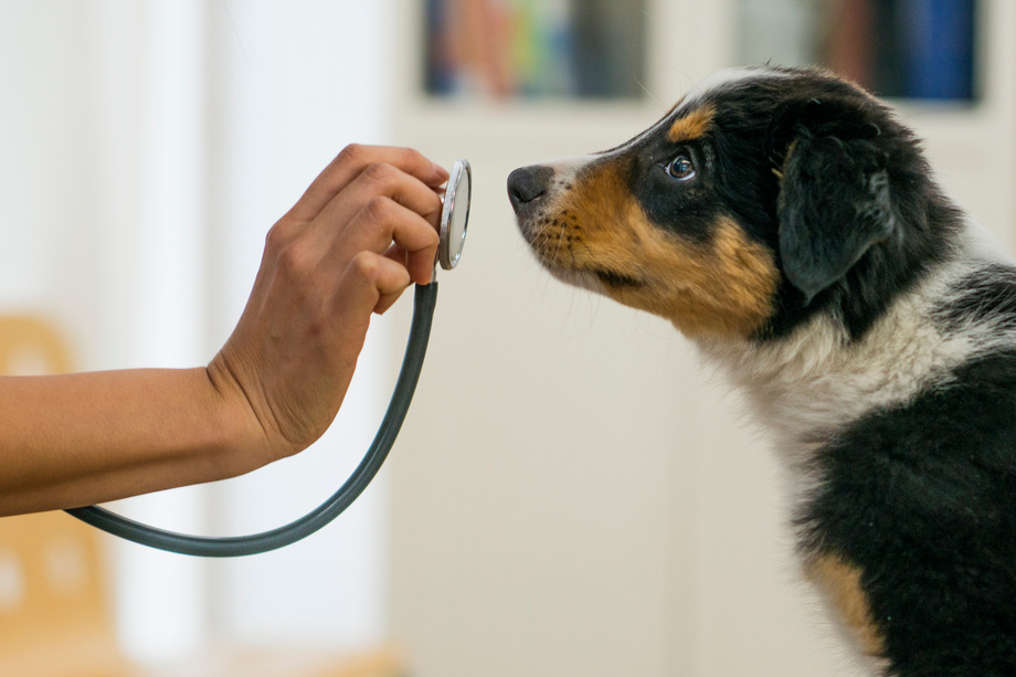 Veterinary consultation with a dog